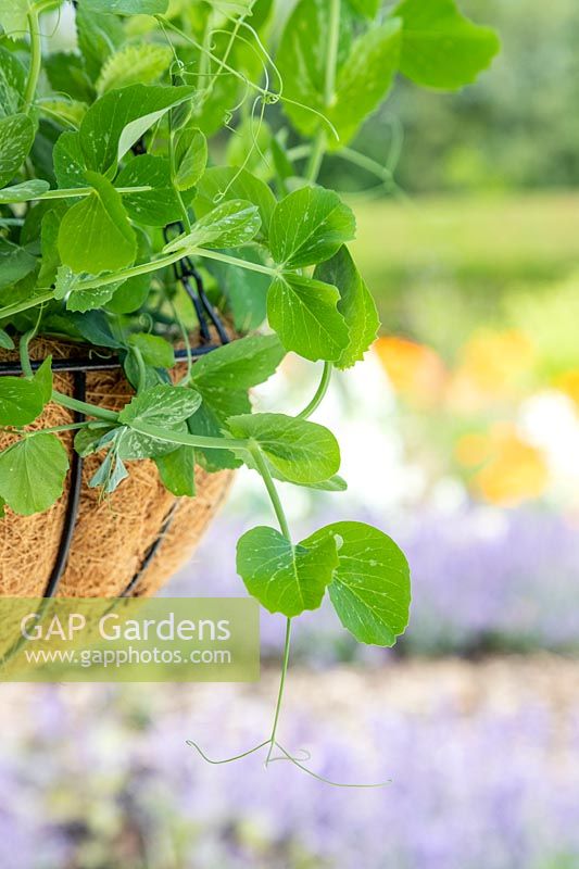 Vrilles d'une plante de pois plantée dans un panier suspendu