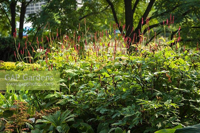 Persicaria amplexicaulis 'Firedance' - Renouées dans un parc urbain avec des arbres au-delà