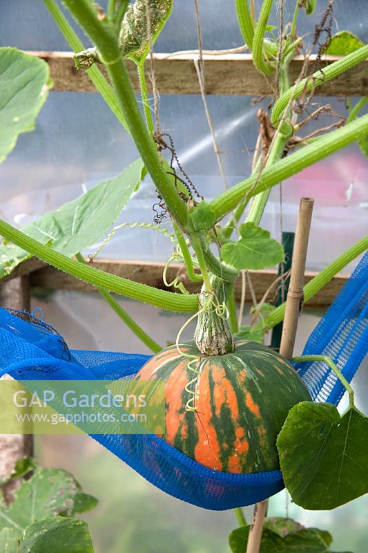 Berceau net supportant le poids d'un curcurbit en développement - courge - fruit dans un polytunnel