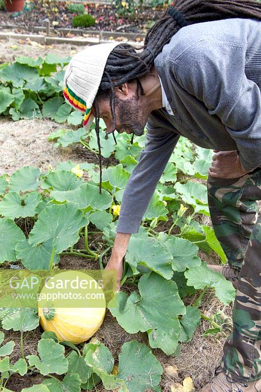 Un homme vérifiant un curcurbit - courge - fruits pour voir si son prêt à récolter