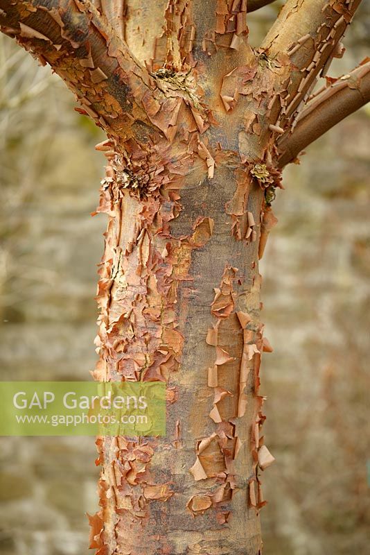 Acer griseum - Paperbark Maple - écorce écaillée