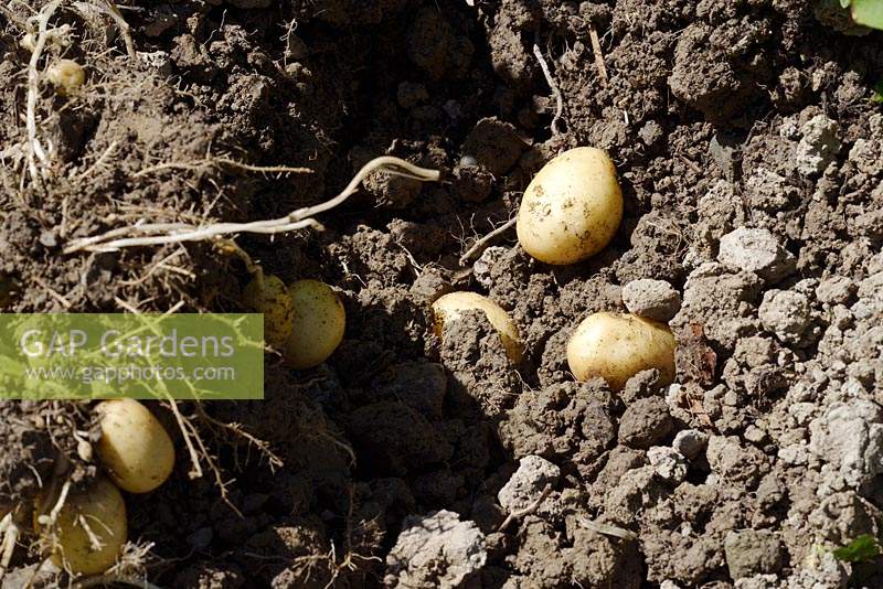 Récolte de la première pomme de terre précoce 'Casablanca'