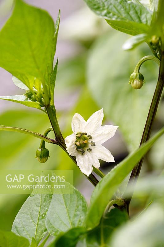 Capsicum annuum 'Lipstick' - Sweet Pepper - fleur