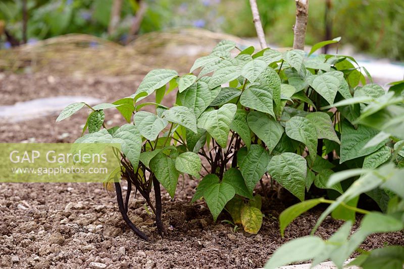 Haricot français 'Royal Burgundy', plantes naines à faible croissance poussant dans le sol avec une récolte de haricots violets