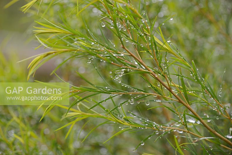Melaleuca alternifolia - Tea Tree - feuillage avec des gouttes de pluie