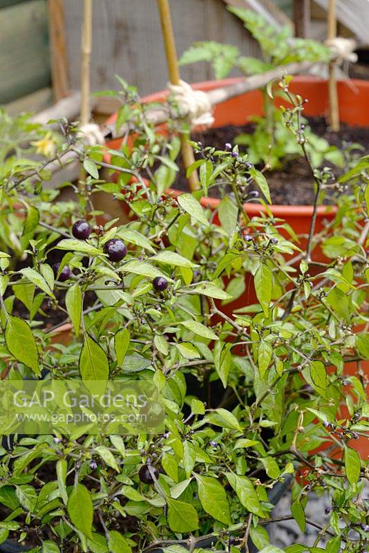 Capsicum annuum 'Pretty in Purple' - Piment