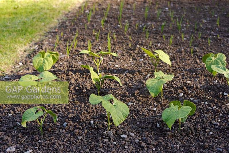 Phaseolus vulgaris 'Jacobs Cattle Gold' - Haricot sec ou décortiqué - jeunes plants poussant dans le sol
