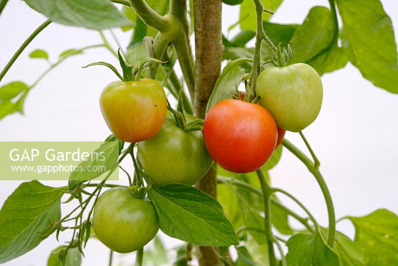 Lycopersicon esculentum - Tomate 'Maskotka' - croissant sous couverture dans un polytunnel