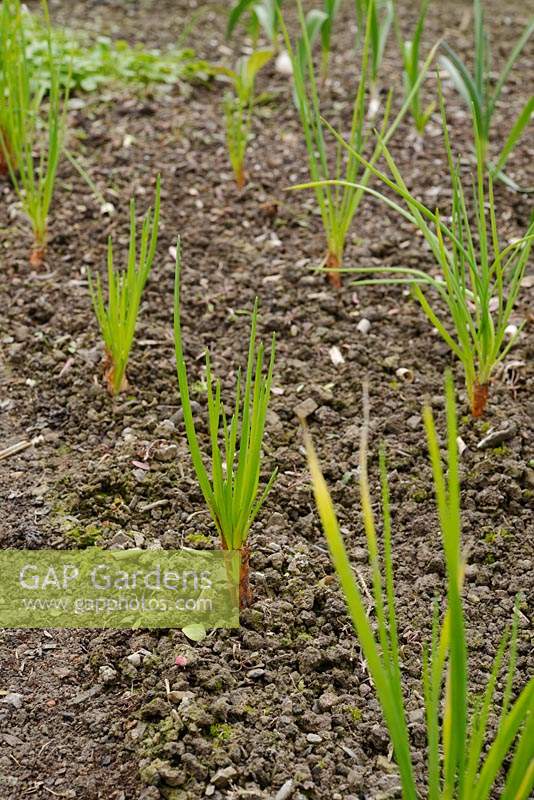 Allium cepa var. gregatum - Échalote 'Jermor' - croissant dans un sol de parterre de fleurs dans un polytunnel