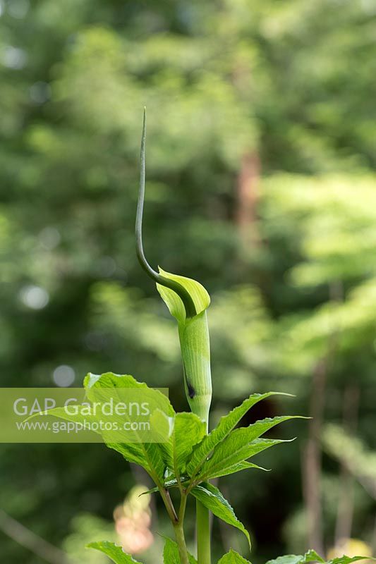 Arisaema tortuosum - Whipcord Cobra Lily