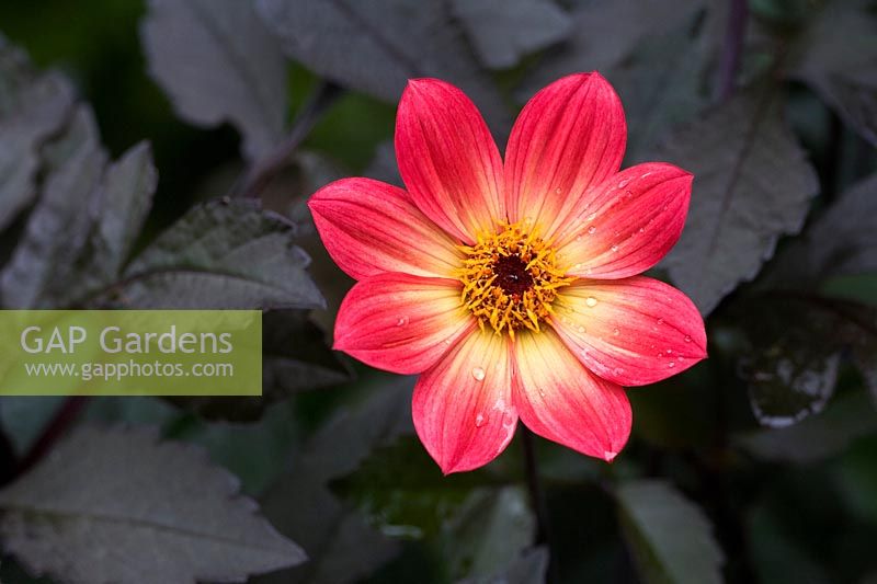 Dahlia 'Happy Single Flame' - Dahlia à fleur unique - avec un feuillage rouge-violet foncé