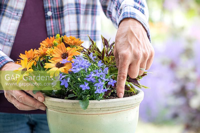 Femme utilisant un doigt pour vérifier si un pot avec des plantes annuelles a besoin d'être arrosé.