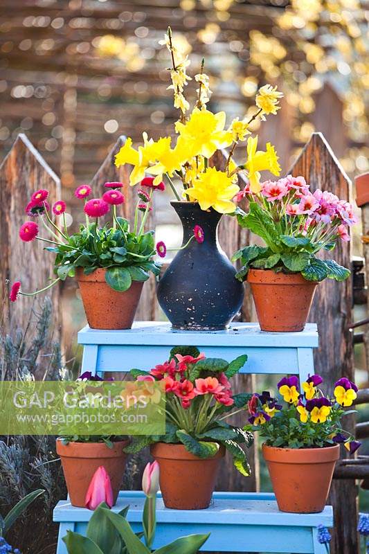 Plantes à fleurs en pot sur escabeau - Tulipa - Tulip, Bellis - Daisy, Viola, Primula et Narcissus - Jonquille en vase