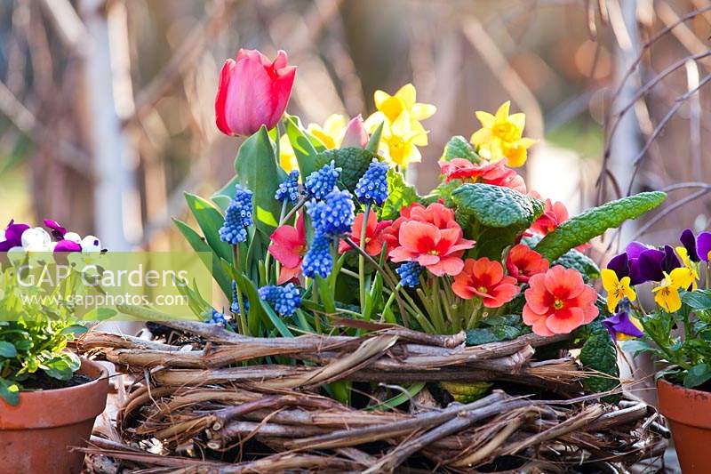Affichage des fleurs: tulipa - Tulipa, Narcissus - Jonquille, Primula et Muscari en nid d'osier, petits pots d'alto à proximité
