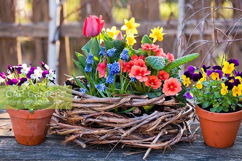 Affichage des fleurs: Tulipa - Tulip, Narcissus - Jonquille, Primula et Muscari en nid d'osier, petits pots d'alto à proximité