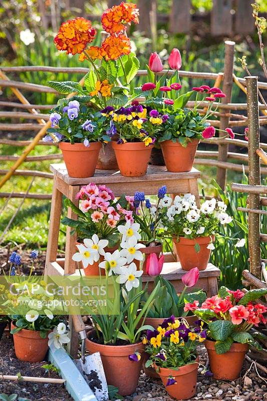 Fleurs en pots sur escabeau: Primula, Narcissus - Jonquille, Alto, Tulipa - Tulip et Muscari