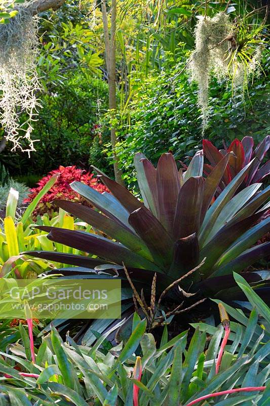 Alcantarea, 'Silver Plum', poussant dans un jardin de style tropical.