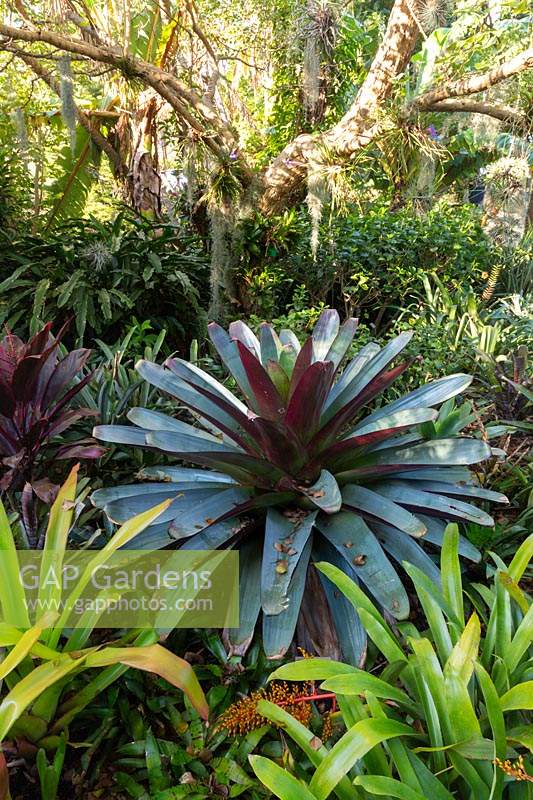 Alcantarea, 'Silver Plum', poussant dans un jardin de style tropical.
