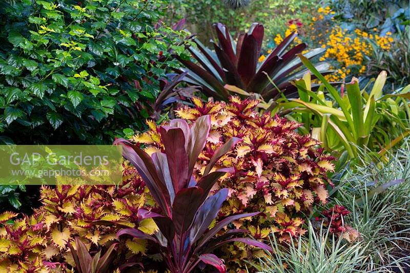 Jardin coloré de style tropical avec Coleus, Palm Lily, Liriope panaché et Alcantarea 'Silver Plum '.