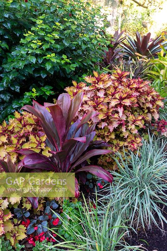 Jardin coloré de style tropical avec Coleus, Palm Lily, Liriope panaché et Alcantarea 'Silver Plum '.