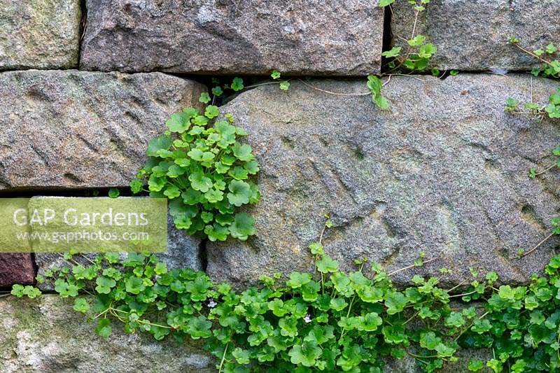 Cymbalaria muralis - Crapaud à feuilles de lierre poussant dans un mur de soutènement en grès.