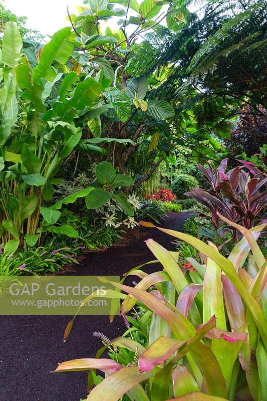 Un chemin fait de copeaux d'écorce compressés traversant un jardin tropical, avec des broméliacées, des cordylines et des héliconias.