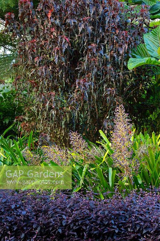 Portea, Alternanthera et Acalypha dans un jardin à thème violet et vert