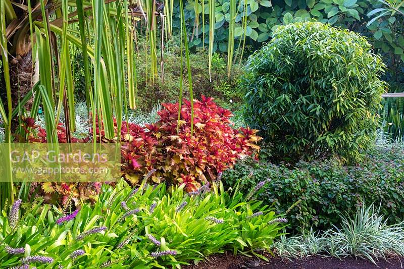 Un jardin coloré de style tropical
