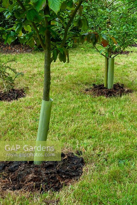 Paillis de fumier à la base des arbres fruitiers, équipé de tubes de protection des arbres - Open Gardens Day, Cratfield, Suffolk