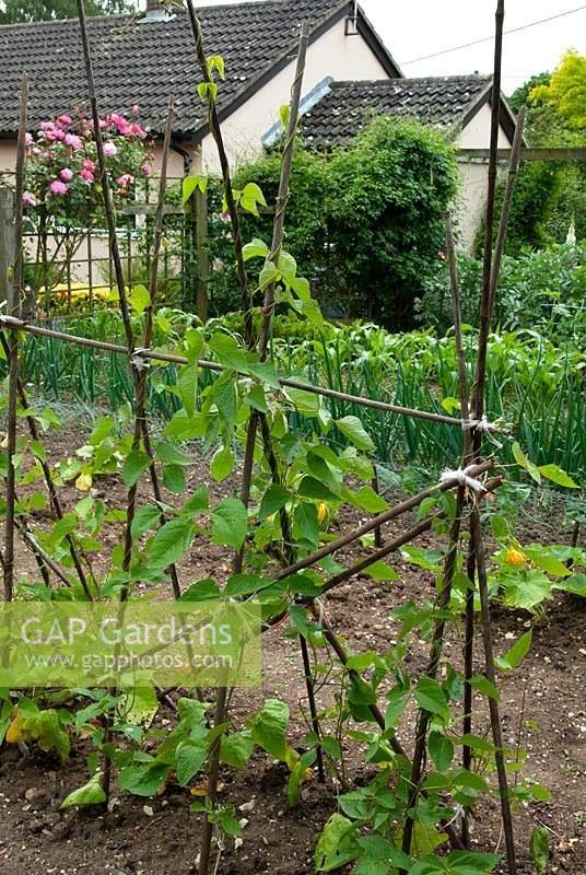 Rangée de haricot sur des supports de canne de base avec courgette, chou, oignon, maïs doux dans le potager, maison au-delà - Open Gardens Day, Drinkstone, Suffolk