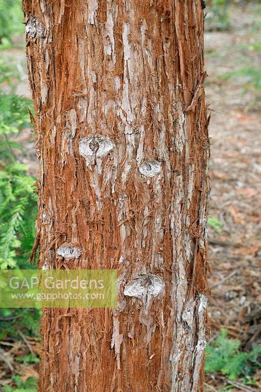 Sequoia sempervirens - Séquoia - détail d'écorce sur tronc