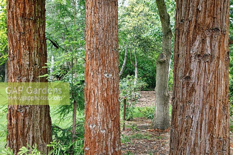 Sequoia sempervirens - Séquoia - écorce sur des troncs d'arbres poussant les uns à côté des autres