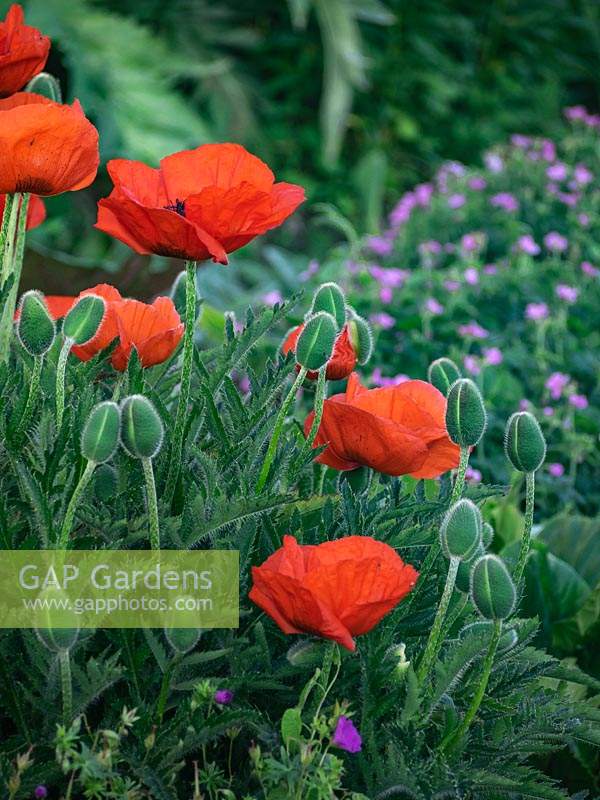 Papaver orientale - pavot oriental - fleurs rouges à étamines violettes - vivace herbacée saisissante