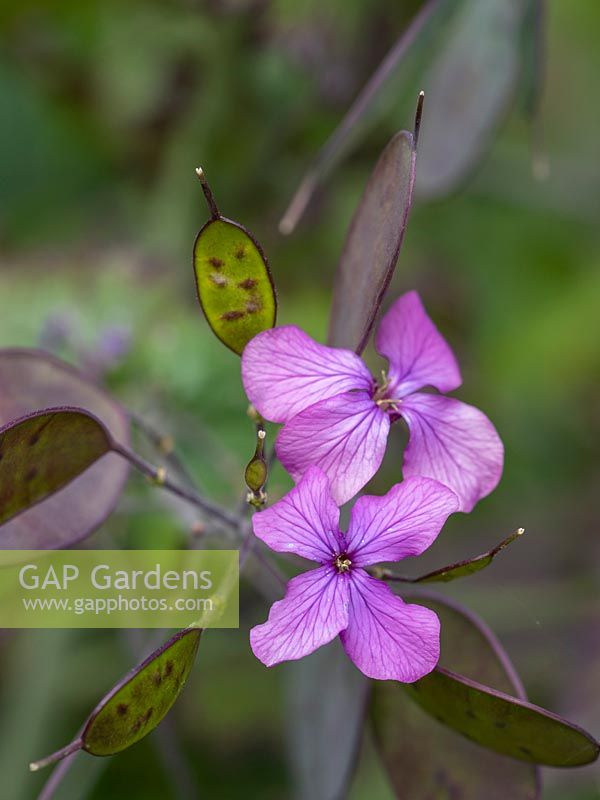 Lunaria - Les fleurs d'honnêteté produisent rapidement des têtes de semence distinctives