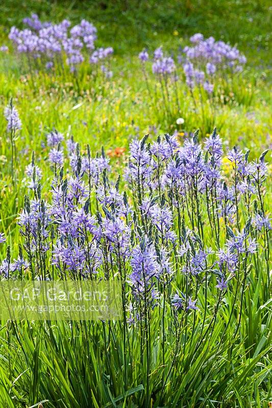 Camassaia leichtlinii alias Camassia leichtlinii subsp.suksdorfii.