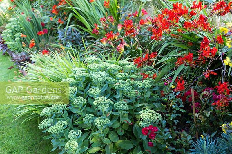 Combinaison de plantes dans le parterre de fleurs chaudes, avec Crocosmia 'Lucifer', Hylotelephium spectabile - Sedum - et graminées ornementales