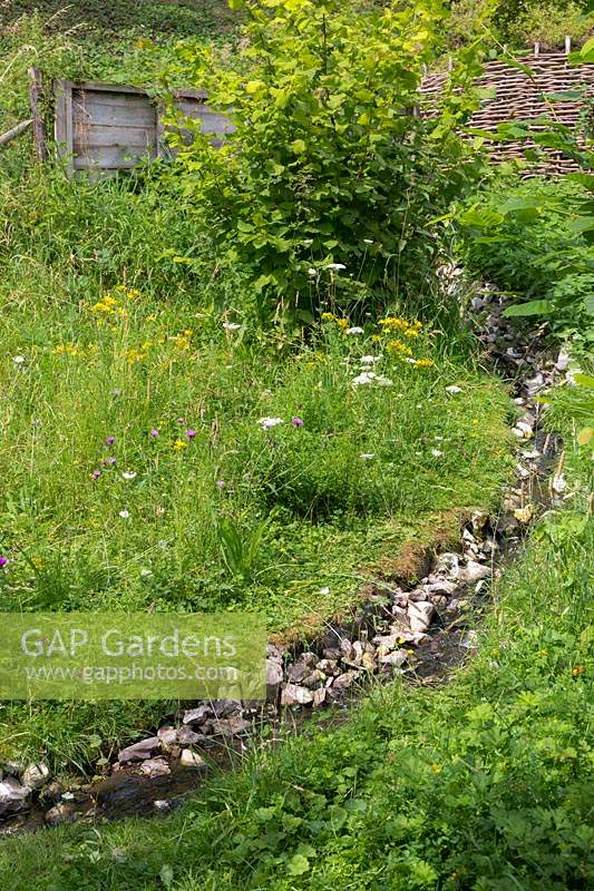 Le ruisseau dans la zone de prairie sauvage, les fleurs sauvages comprennent Daucus carota - Carotte sauvage, Centaurea scabiosa - Centaurée plus grande et Senecio jacobaea - Séneçon