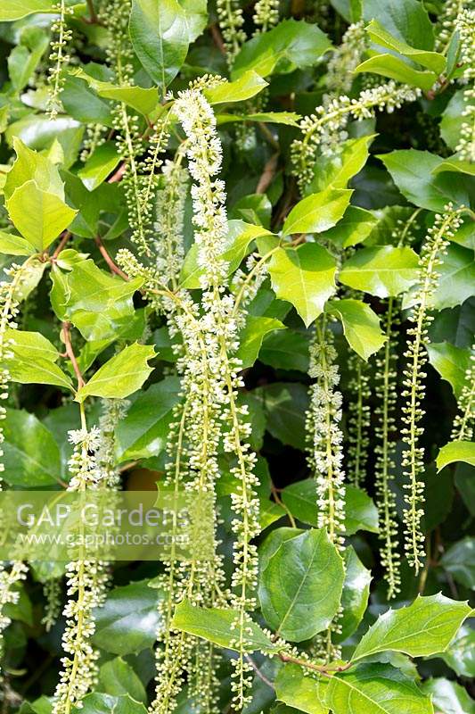 Itea ilicifolia - Sweet Spire à feuilles de houx