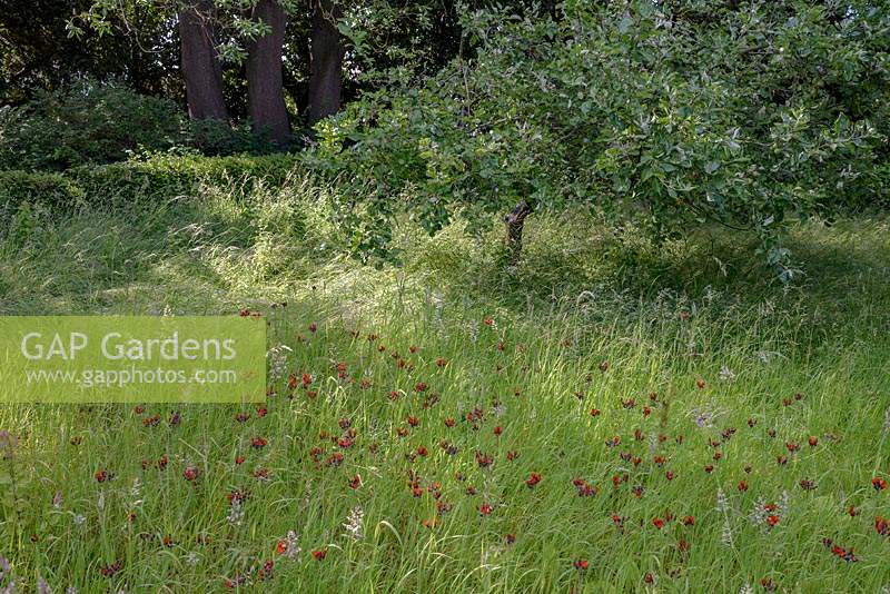 Herbes longues avec Pilosella aurantiaca - Fox et Cubs - dans le verger avec de vieux Malus - Apple - arbres