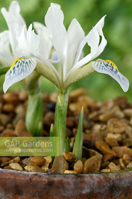 Iris reticulata 'Polar Ice' en pot avec gravier
