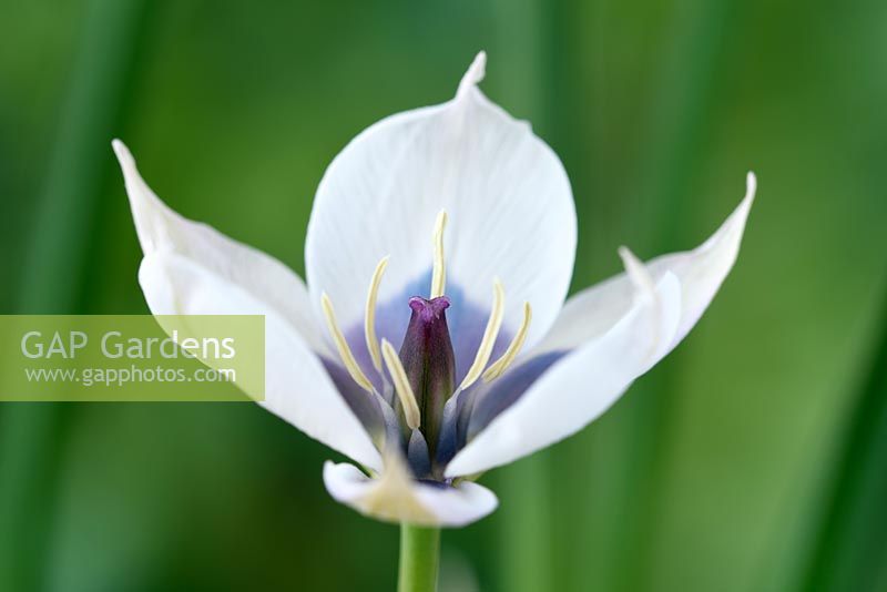 Tulipa humilis var. pulchella Albocaerulea Oculata Group - Divers Tulip