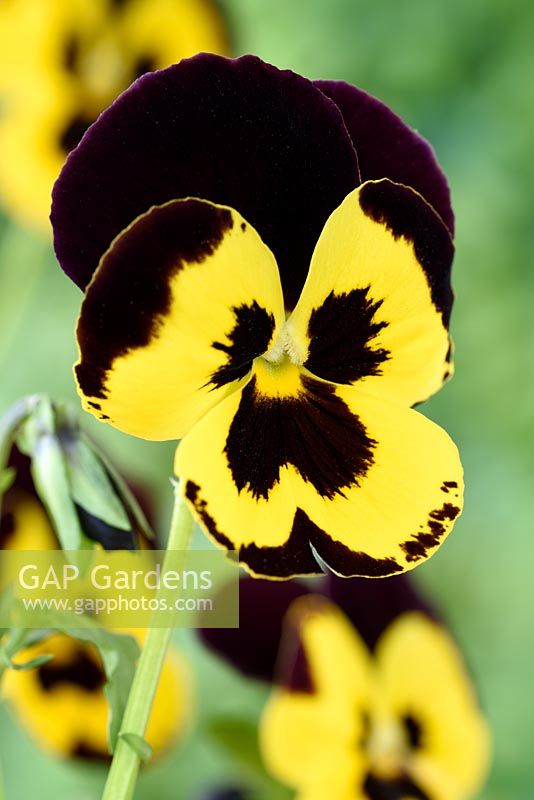 Viola Universal Mixed '- Pansy - une couleur du mélange