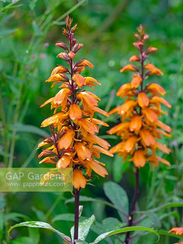 Digitalis canariensis - digitale des îles Canaries