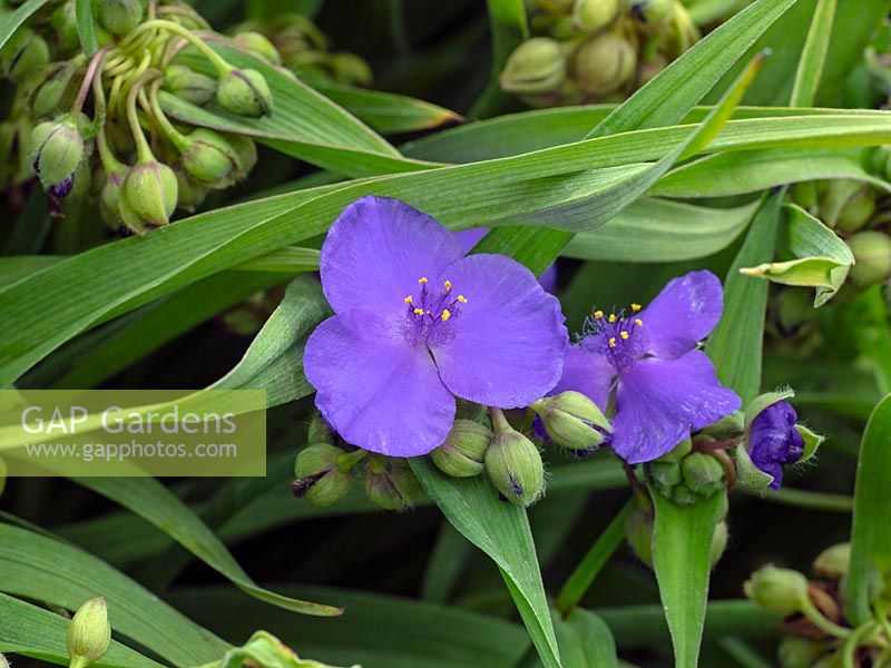 Tradescantia Andersoniana Group 'Isis' - Spider Lily 'Isis'