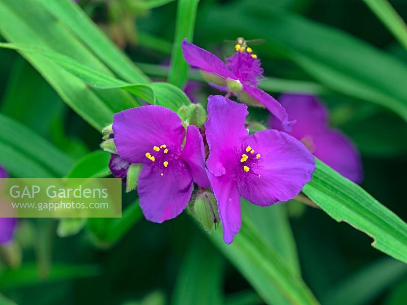 Tradescantia x andersoniana 'Purwell Giant'