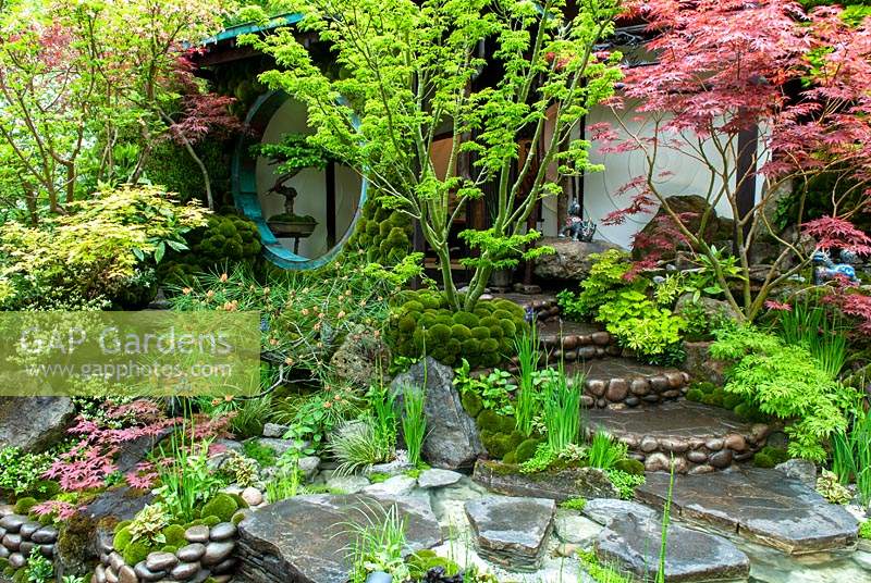 Jardin japonais avec des marches menant à la maison et aux plantations environnantes d'acers, de pins et de mousses. Exposition florale RHS Chelsea.