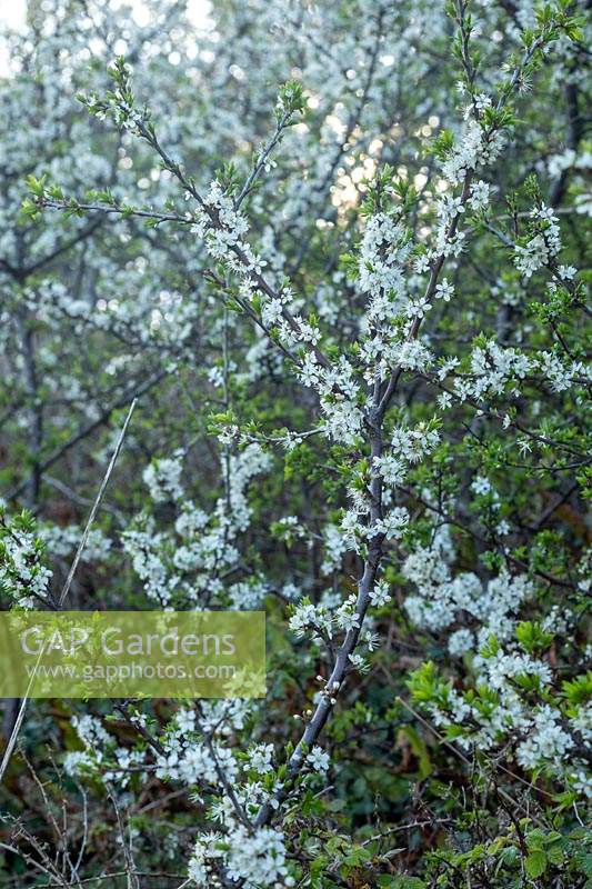 Prunus spinosa - Prunellier