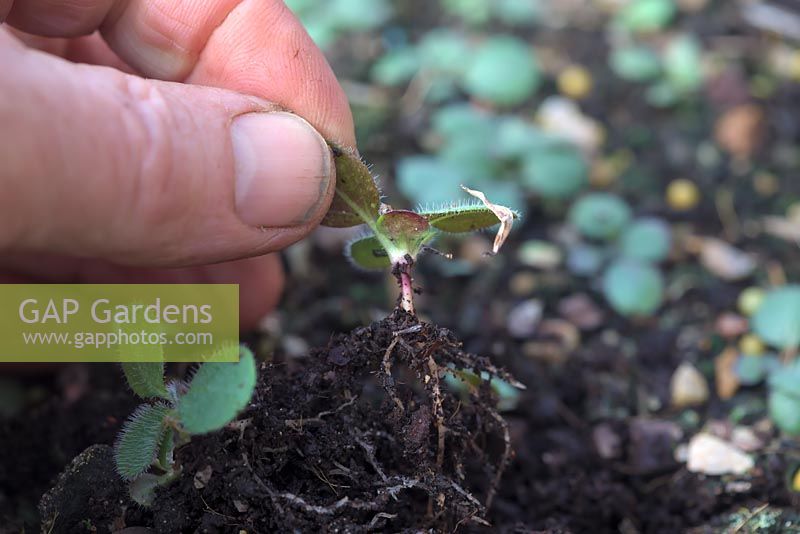 Piquer les plants de Rudbeckia hirta 'Indian Summer' - tenir par feuille pour éviter les dommages et l'infection de la tige et utiliser un crayon pour sortir du bac à graines