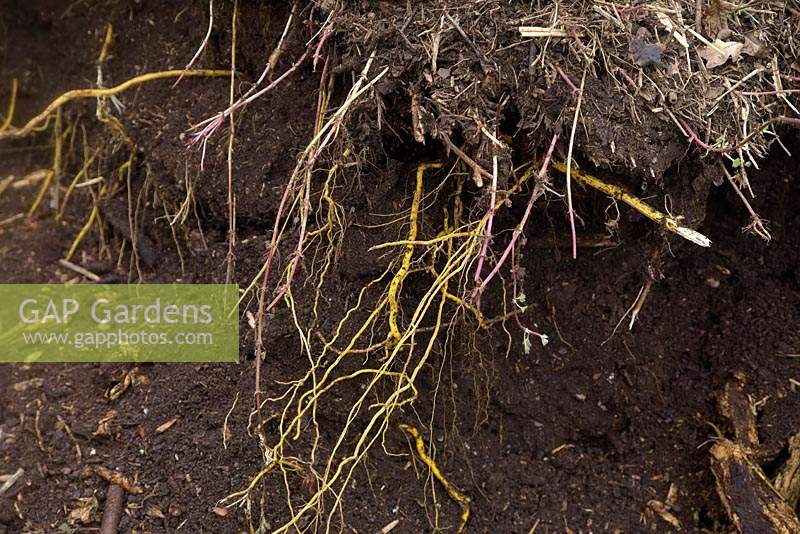 Les racines de l'ortie - Urtica dioica sont d'une couleur jaune distinctive