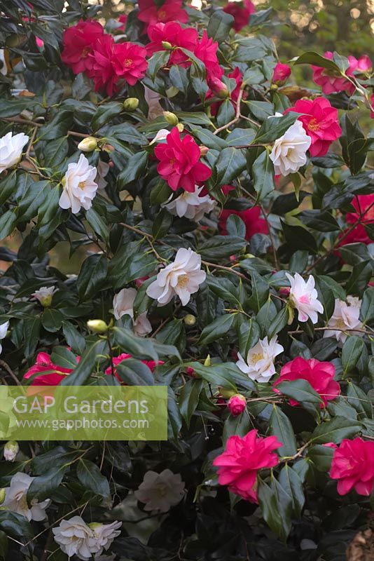 Camellia japonica 'Lady Vansittart' - les fleurs rouges et blanches sont sur une seule plante